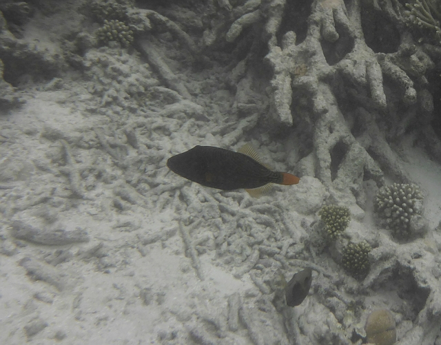 _20150711_175820.JPG - Während die Gelbschwanzdrückerfische (oder auch Orangestreifgendrücker) gemächlich dahinschwimmen