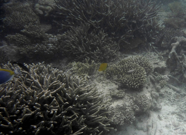 _20150711_175920.JPG - Ein Langmaulpinzettfisch (der gelbe)