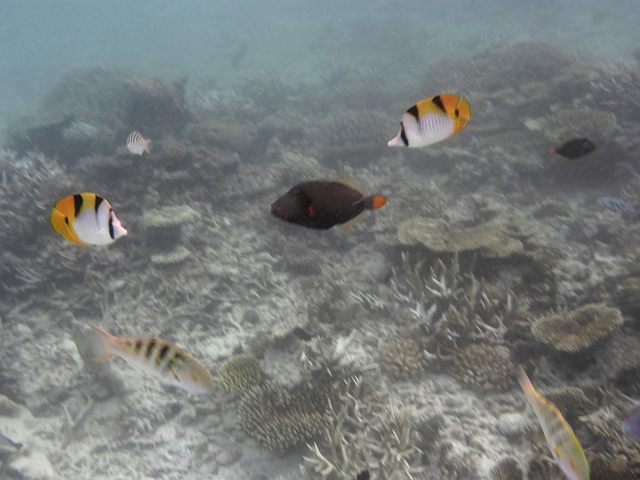 _20150711_212307.JPG - Zwei indische Doppelsattelfische.