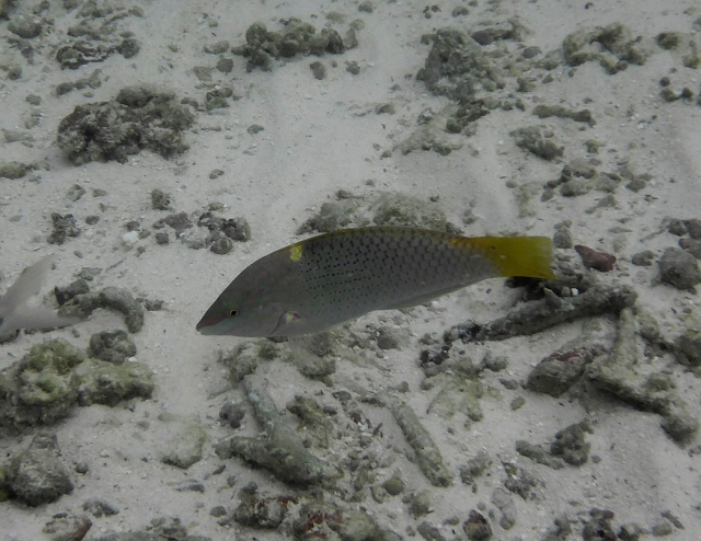 _20150713_181653.JPG - Bald ist es aber vorbei und es geht in die Lagune zum Schnorcheln. Schachbrettlippfisch