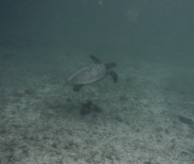 _20150715_171219.JPG - Timmy the tutle in der Lagune
