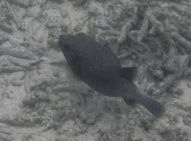 _20150715_171517.JPG - Ah! Ein Weißpunktkofferfisch in der Lagune!