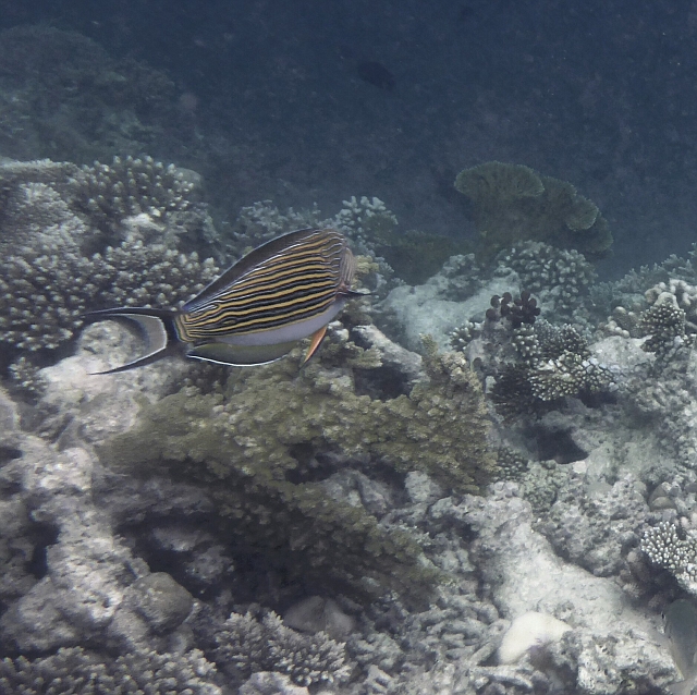 _20150717_130525.JPG - Blaustreifendoktorfisch