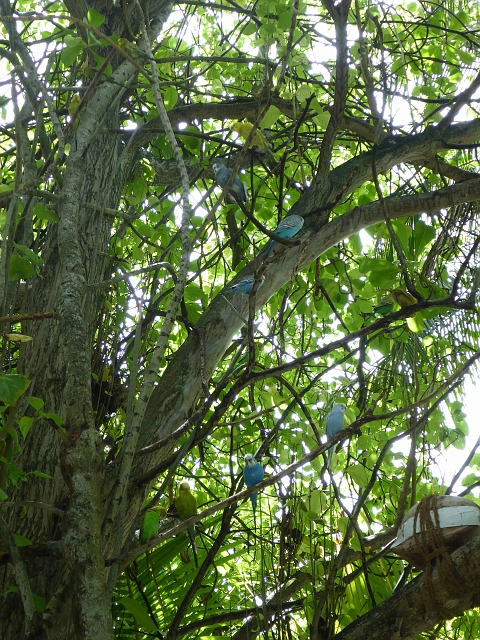 _20150719_184431.JPG - Nächster Morgen am Weg zum Fitnessraum- ein Vogelbaum