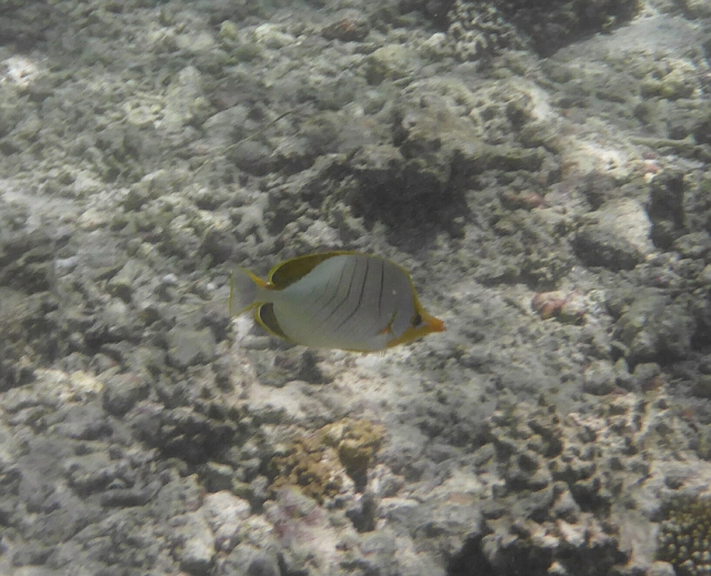 _20150719_184549.JPG - Gelbkopf- Falterfisch