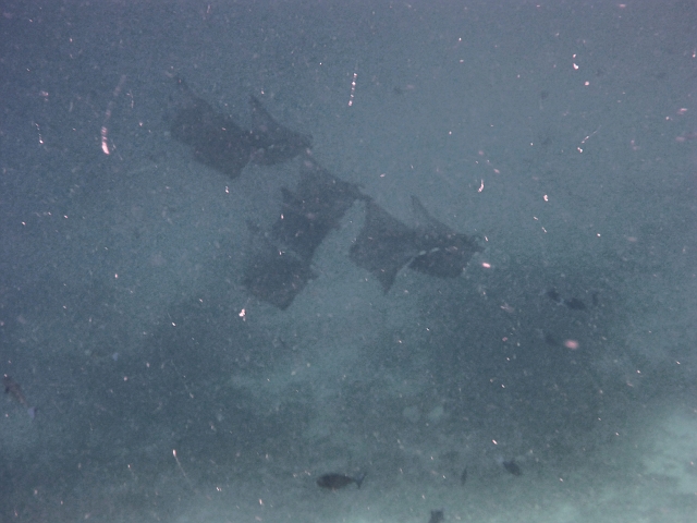 _20150720_084136.JPG - Morgensport am Südriff- Eine Horde von 8 Mantas- tief unten, daher sehr trüb und stark kontrastiert. Ein majestätischer Anblick. Das Video ist besser als das Bild.