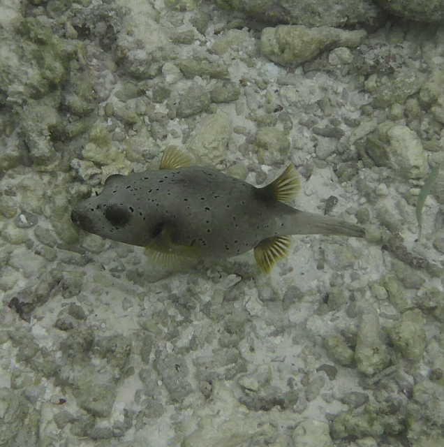 _20150720_164212.JPG - Schwarzpunktkugelfisch in grau.