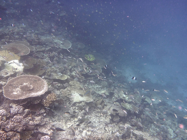 _20150721_105103.JPG - Und immer wieder das Außenriff. Was wir nicht ganz verstehen- die meisten Bewohner der Wasserbungalows unseres Armes schnorcheln nur in der Lagune. Am riff ist es ungleich spannender.