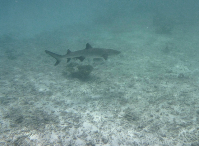 _20150721_115316.JPG - Ich grundle da in der Lagune- wer schreckt mich? Willy, der Weißspitzenriffhai!