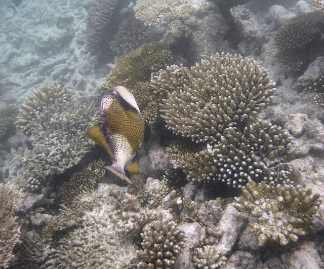 _20150721_162735.JPG - Titan Drückerfisch