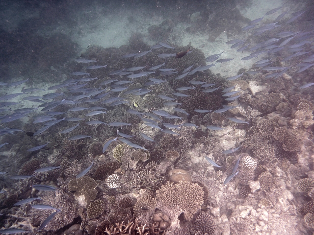 _20150721_162818.JPG - Ein Schwarm Füsiliere