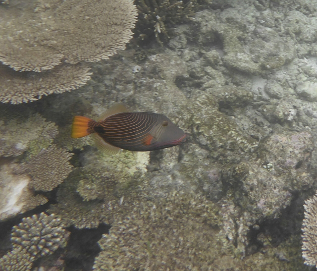 _20150721_162929.JPG - Orangestreifen Doktorfisch. (aka Gelbschwanz Drückerfisch)