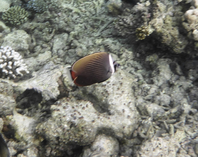 _20150722_084552.JPG - Ein Halsbandfalterfisch. Leider unscharf.