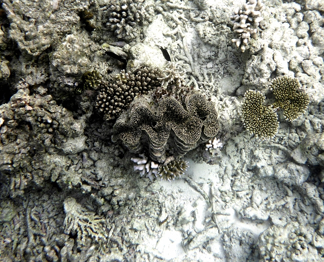 _20150722_084618.JPG - Riesenmuschel. Sieht schon möchtig aus.