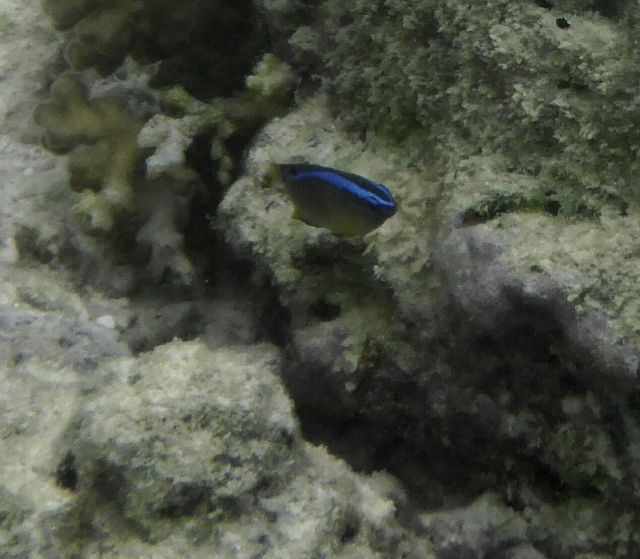 _20150722_112700.JPG - Acuh diesen kleinen Lagunenbewohner konnte ich nicht identifizieren. Der leuchtend blaue Rücken entzückt jedoch.