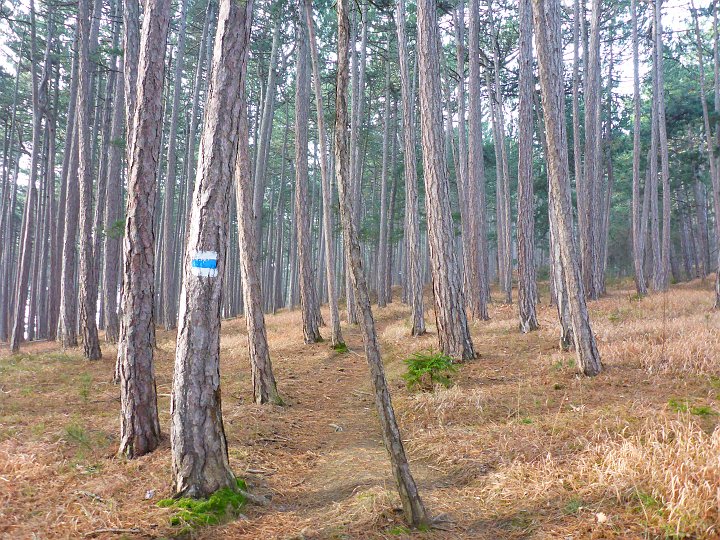 P1040411.JPG - Rein in den Wald. Plan: Grafenbergsteig rauf, Leitergraben runter. Falls es runter rutschig werden sollte, habe ich Steigeisen dabei. Essen keines. Bin ja bald zurück.