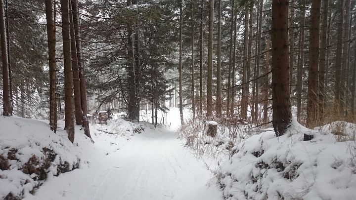 DSC_1824.JPG - Bald sind wir aber durch den Wald...