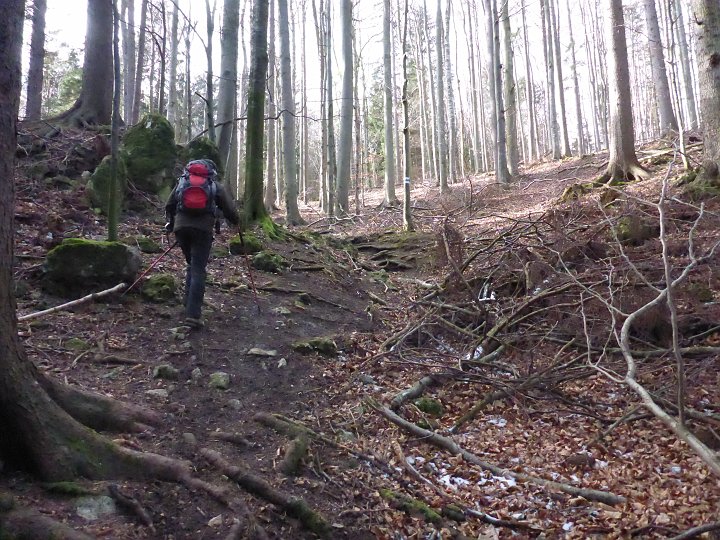 P1040725.JPG - ..geht es durch den Wald weiter.