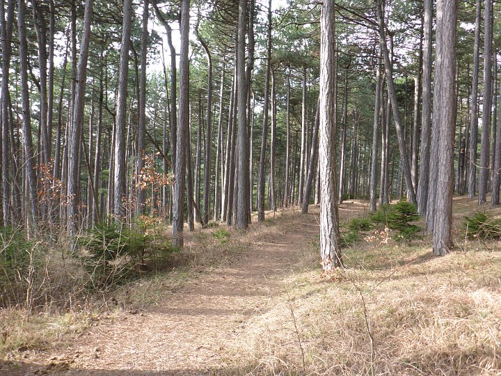 P1040789.JPG - Weiter in den Föhrenwald.