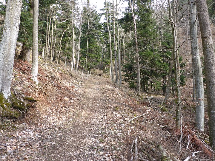P1040823.JPG - Bequem ansteigend geht es durch den Wald.