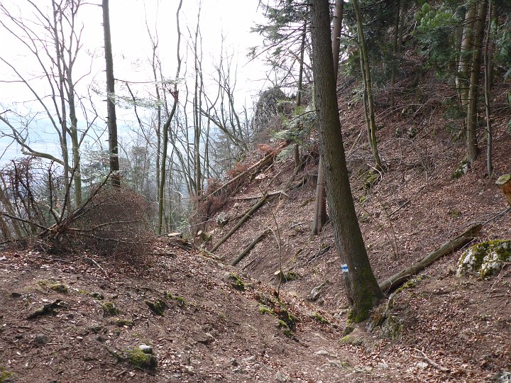 P1040835.JPG - Der Steig wird freier sein in Zukunft. 