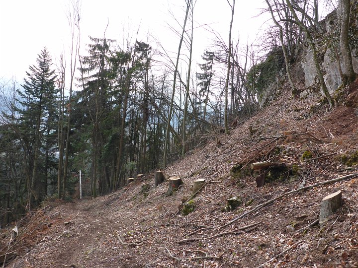 P1040836.JPG - Viele Bäume wurden durch den vorjährigen Bruch beschädigt.