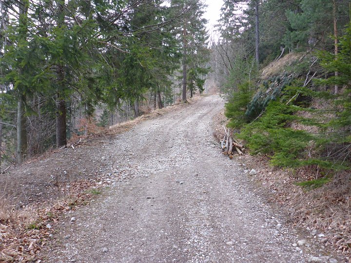 P1040882.JPG - Zuerst geht es steil eine Forststraße entlang