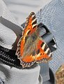 IMG_1245