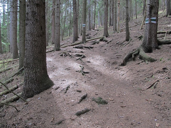 IMG_1403.JPG - Steil den Wald hinauf.