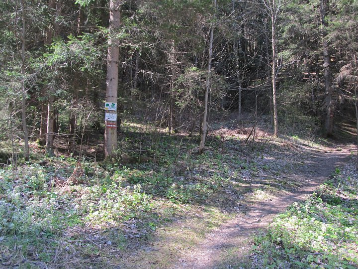 IMG_1605.JPG - Ab hier gehen wir nun den Waldweg weiter.
