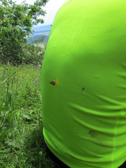 IMG_2147.jpg - Mein Leuchtkäfer-T-Shirt zieht Tiere an #8-O                               