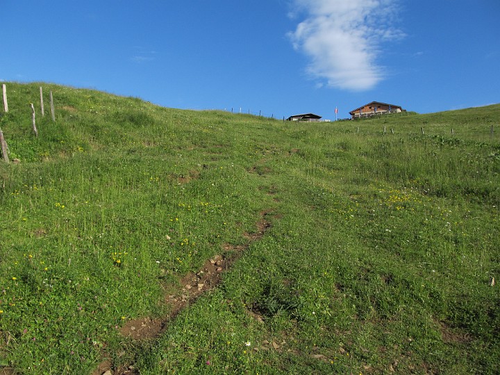 IMG_2368.jpg - Dann ein steiles Waldstück und diese Wiese, und schon sind...                               