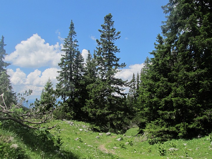 IMG_2490.jpg - Aber dann kommt wieder ein Genußteil durch den Wald                               