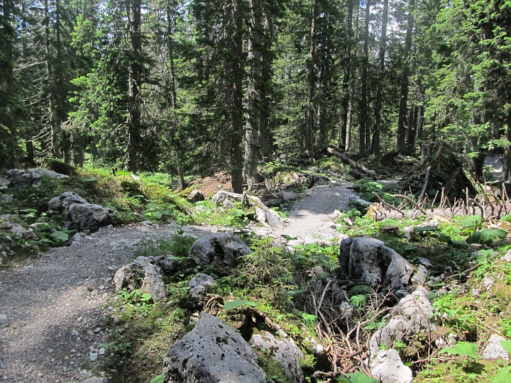 IMG_2496.jpg - nett geht es nun durch den Wald weiter.                               