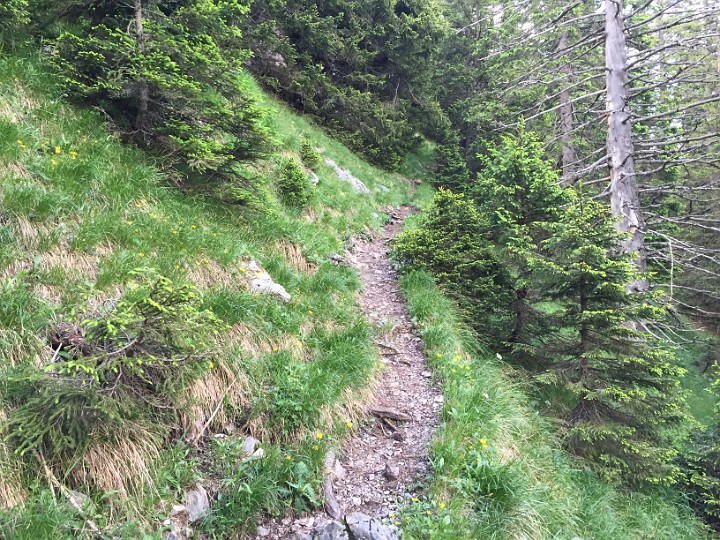 IMG_1606.JPG - Der weitere Weg ist nun etwas flacher.