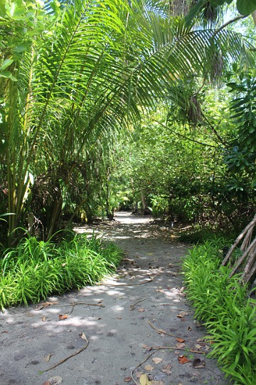 IMG_1745.JPG - Mir gefällt besonders der Dschungelcharakter im Inneren der Insel.