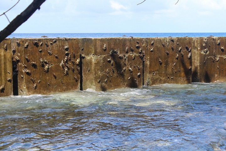 IMG_1761.JPG - Bei einem Rundgang entdecken wir eine "Krebsmauer"