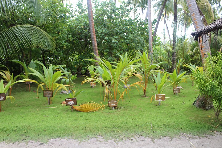 IMG_1973.JPG - Neu gepflanzte Palmen mit Widmung