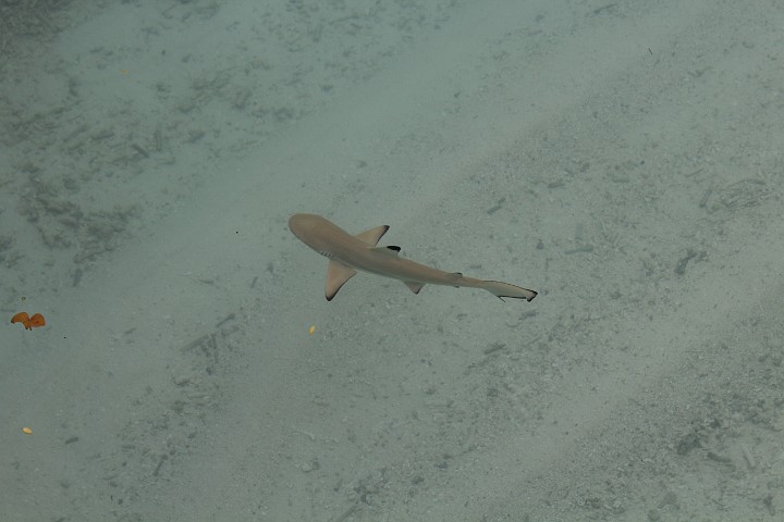IMG_1989.JPG - Es gab auch Babyhaie im Hafen (Schwarzspitzenriffhaie)
