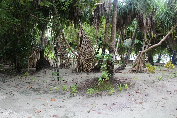 IMG_2017.JPG - Und wieder im herrlichen Urwald