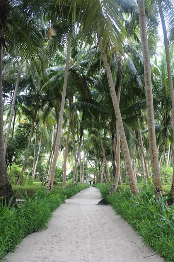 IMG_2056.JPG - Die Plamenallee beim Spa