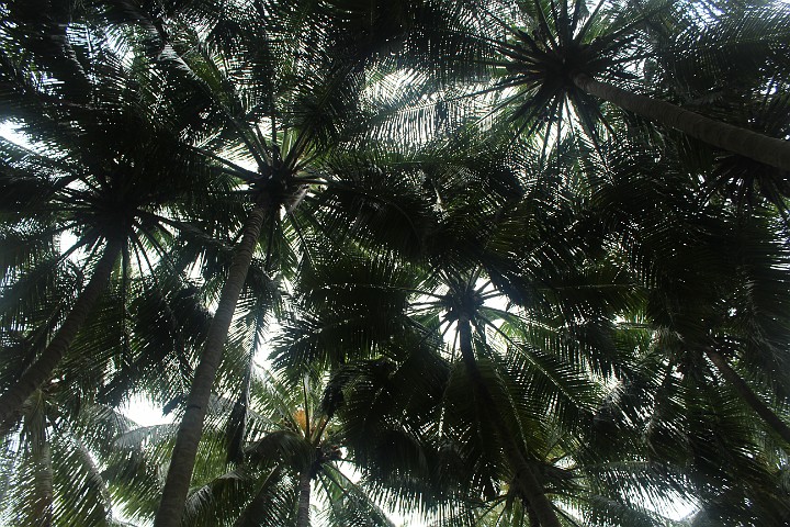 IMG_2061.JPG - Palmendach