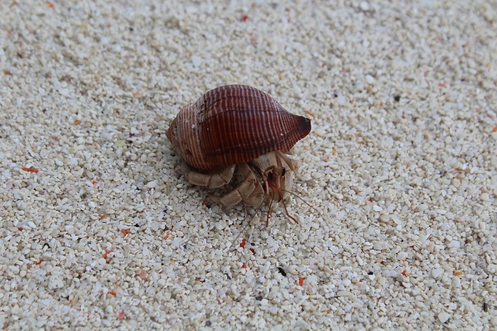 IMG_2091.JPG - Krebsmakro von Clarissa