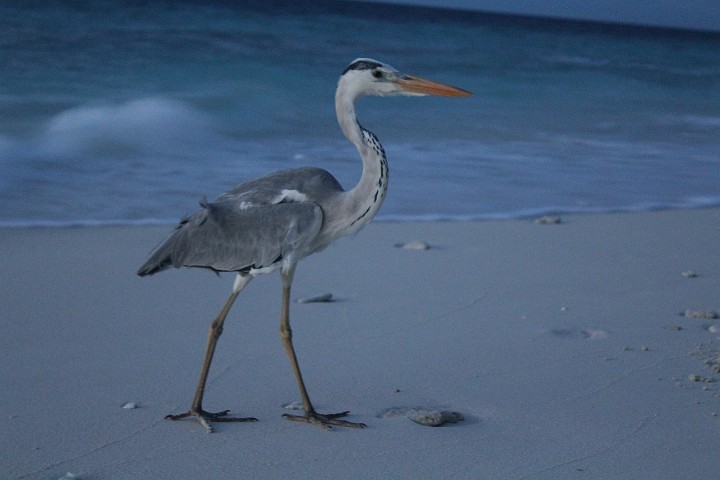 IMG_2641.JPG - Den gabs auch hier