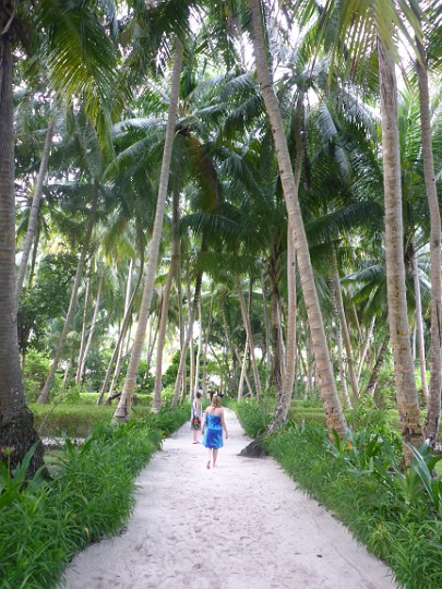 P1050110.JPG - Mit einer wunderschönen Palmenallee