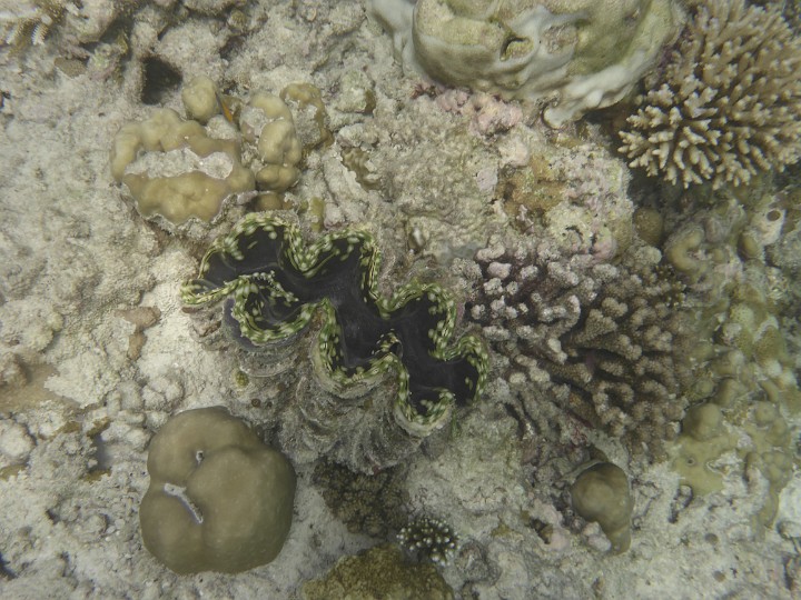 P1050133.JPG - Eine Riesenmuschel