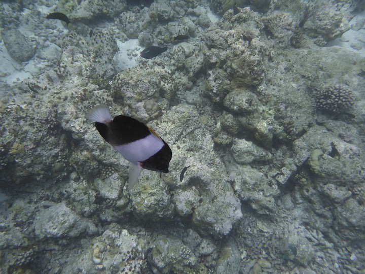 P1050189.JPG - Ein Pyramidenfalterfisch