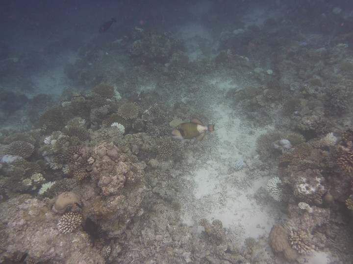 P1050193.JPG - Titandrücker. Auf der Insel wird auf mehreren Schildern vor diesem gewarnt. ja, die können bös werden, wenn sie ein Nest bauen.