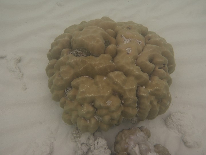 P1050232.JPG - Eine nette Koralle in der Lagune.