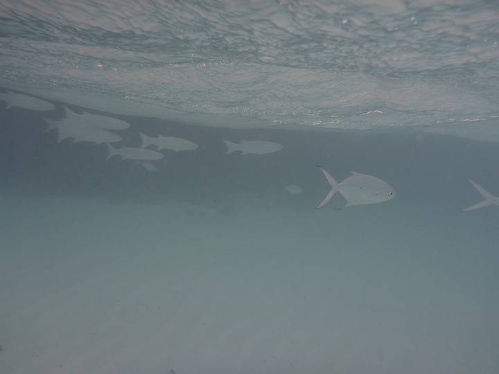 P1050387.JPG - Die "Glasfische" - Dreifleckgablmakrele (rechts der eine)